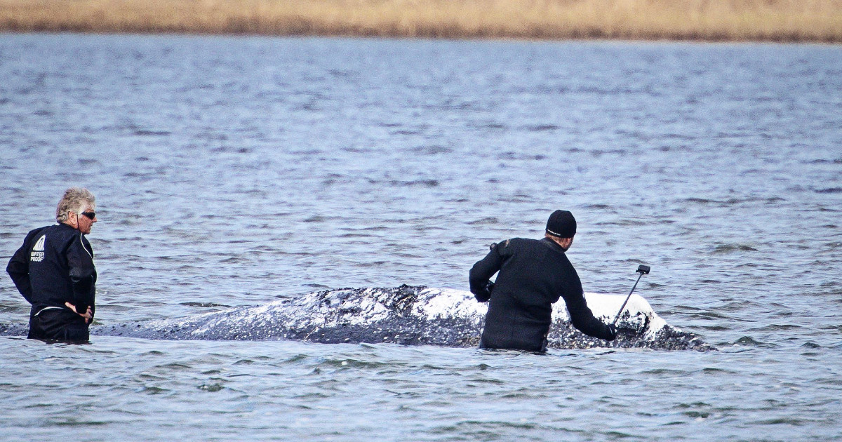 Kit Timmy i dalje nasukan na obali Njemačke