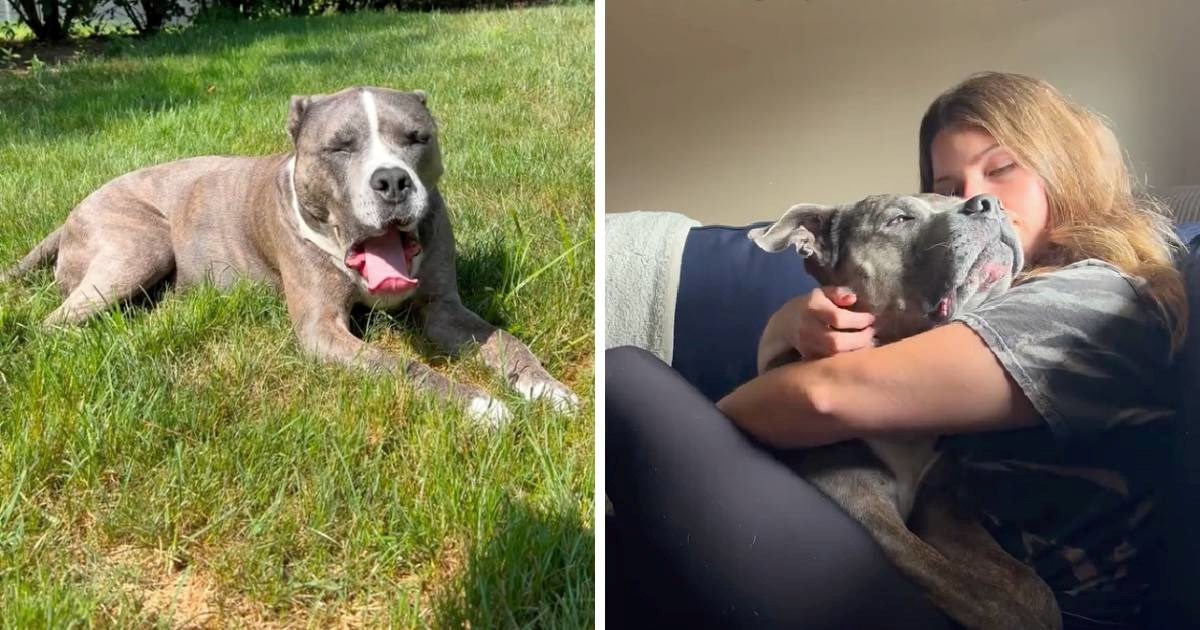 Vlasnica snimila kako njezin pitbull stari, video rasplakao internet