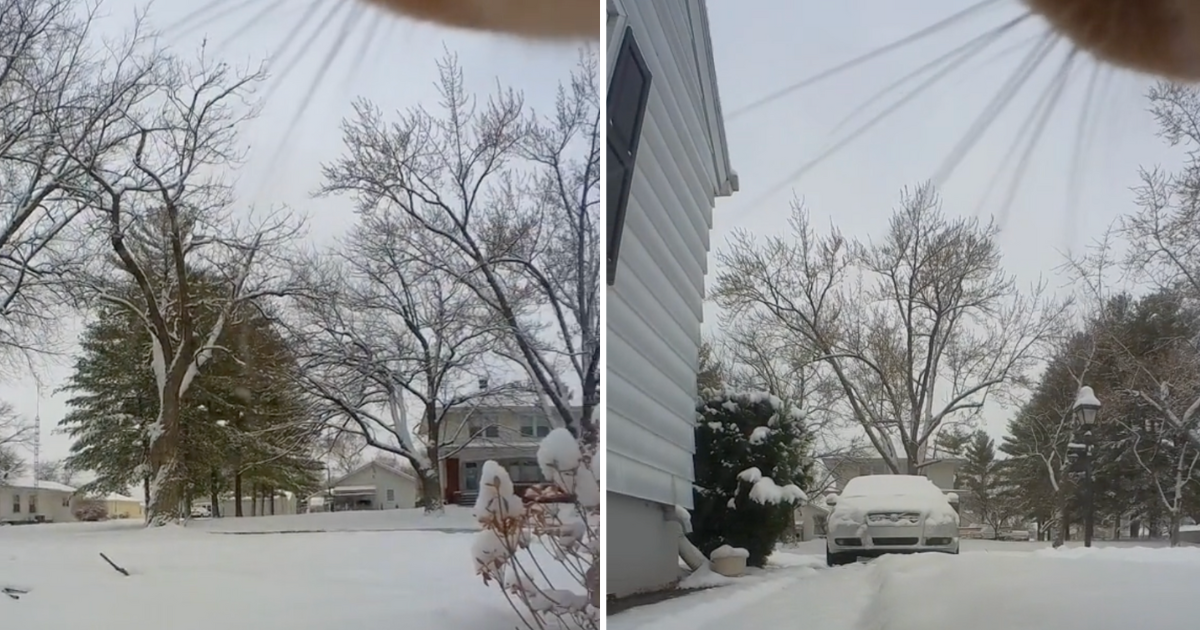 Mačak na ovratniku nosi kameru i pokazuje kako svijet izgleda iz njegove perspektive