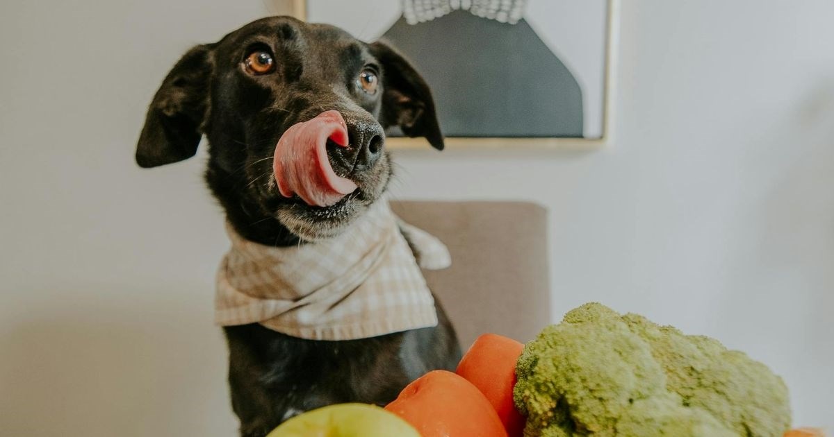 Pet poslastica koje smijemo podijeliti sa psima