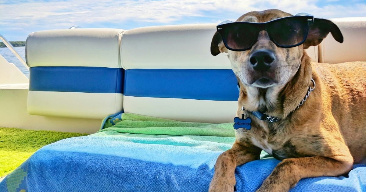 Dobra vijest za vlasnike pasa: Katamarani Jadrolinije uskoro će prevoziti veće pse