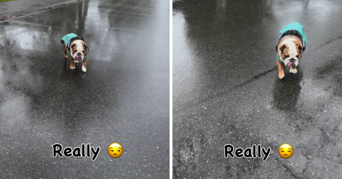 Svi smo mi kao ovaj buldog kad padne kiša 😄