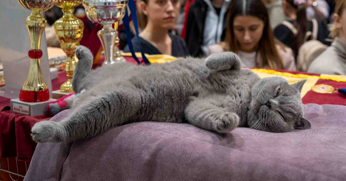 Najljepši "britanac" i maine coon stižu u Bjelovar na veliku izložbu mačaka