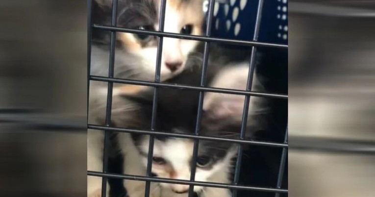Veterinar je htio uspavati mačiće zbog rijetkog stanja, rasplet priče topi srca