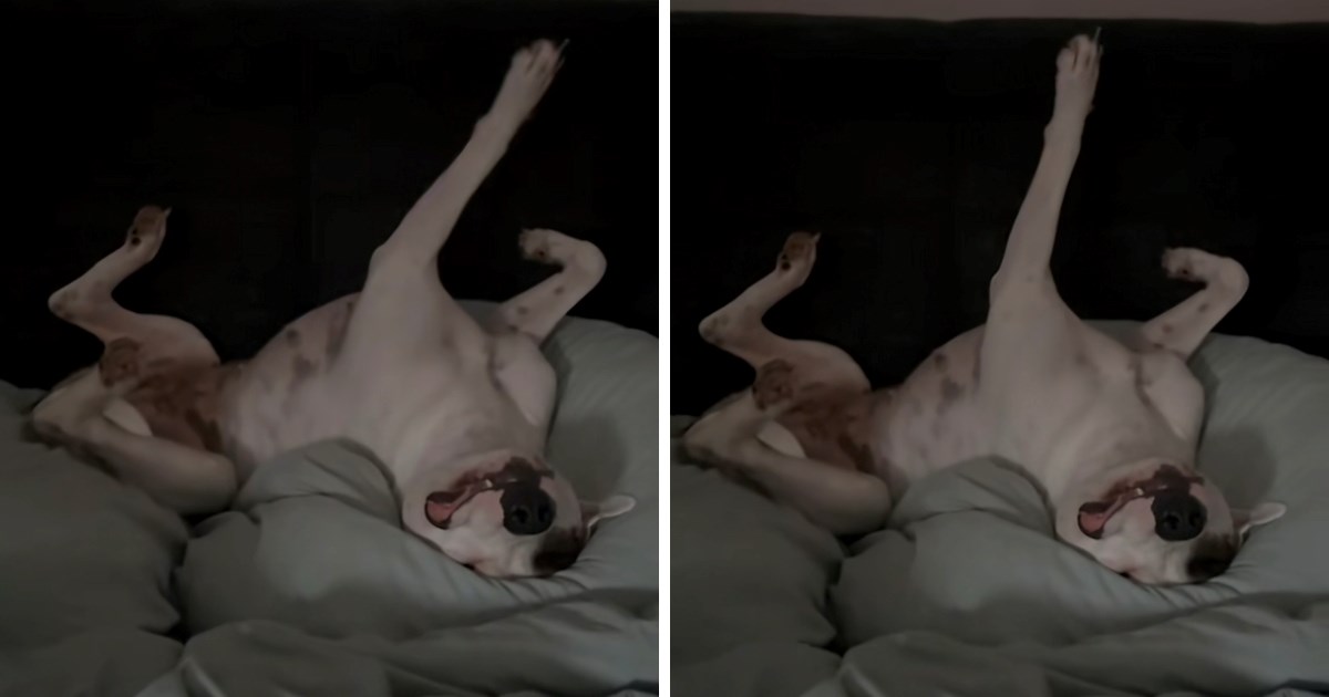 Vlasnica snimila psa kako spava u smiješnom položaju. Našalila se: "Je li dobro?"