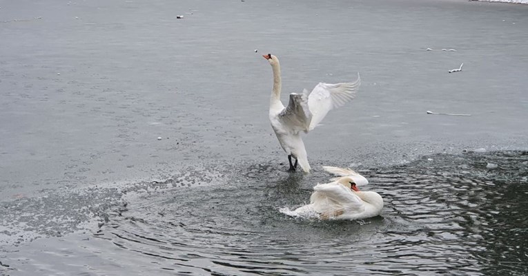 Par zaljubljenih labudova preseljen na maksimirsko jezero