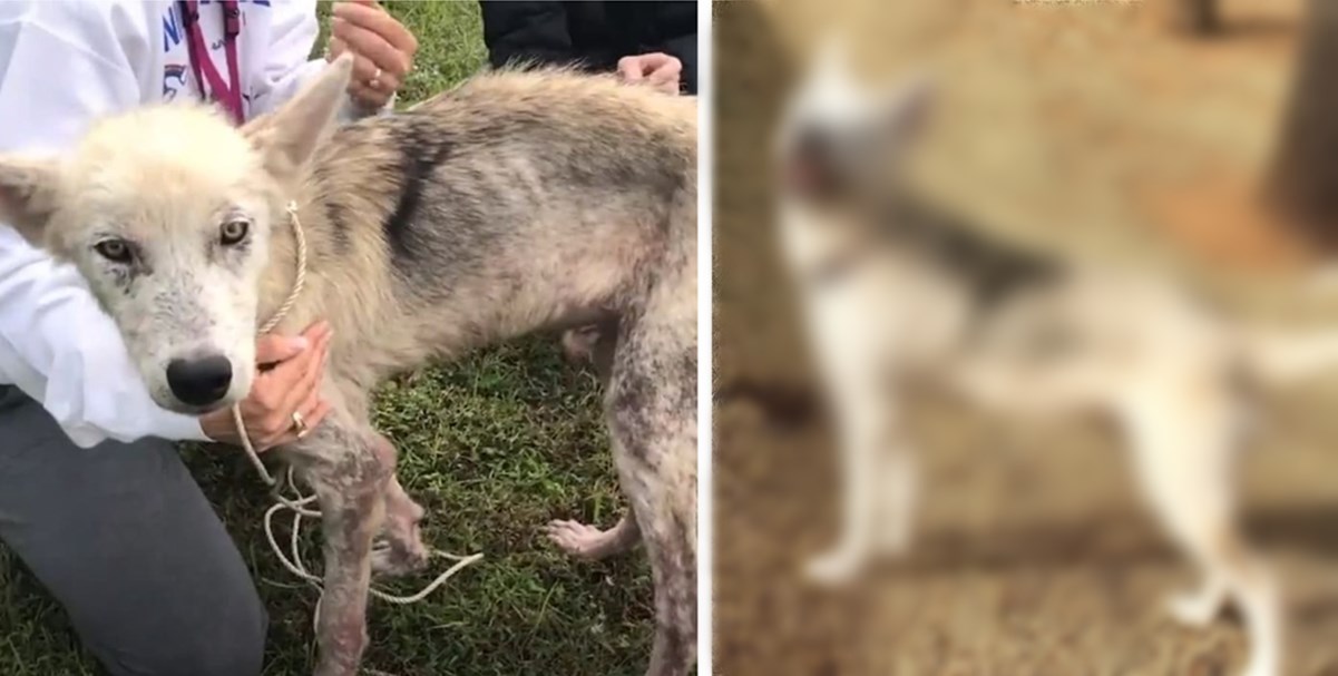 Zbog osvete bivšoj supruzi izgladnjivao je psa dvije godine, uspjeli su ga spasiti