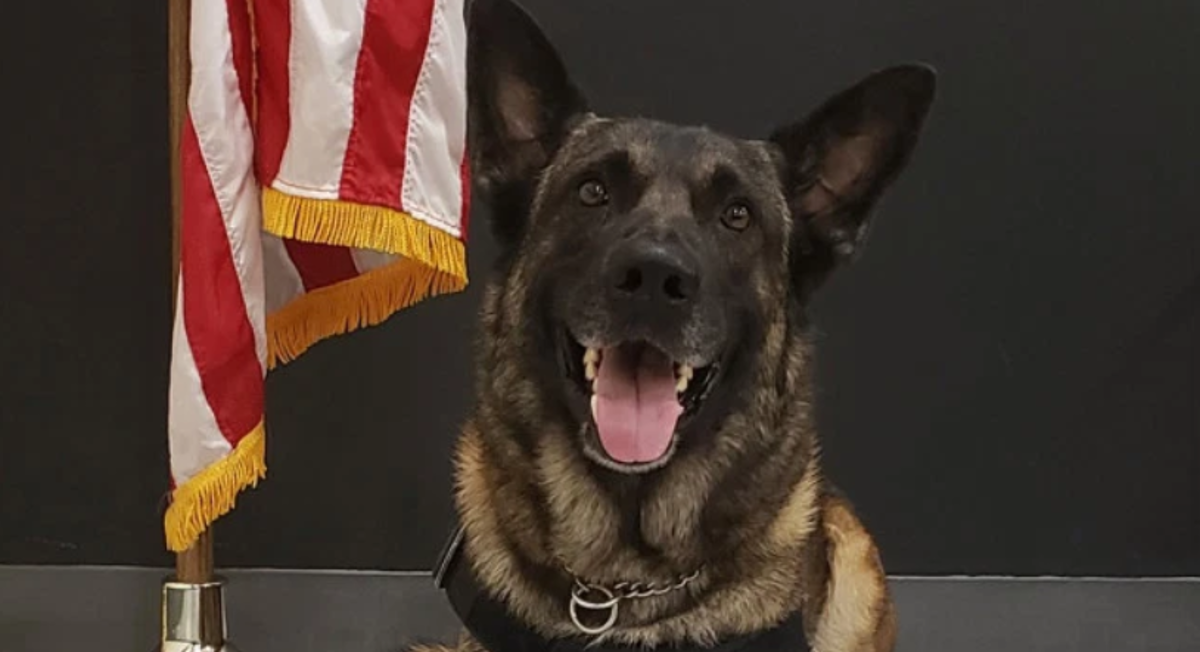 Policijski pas pronašao nestalog trogodišnjaka za samo deset minuta