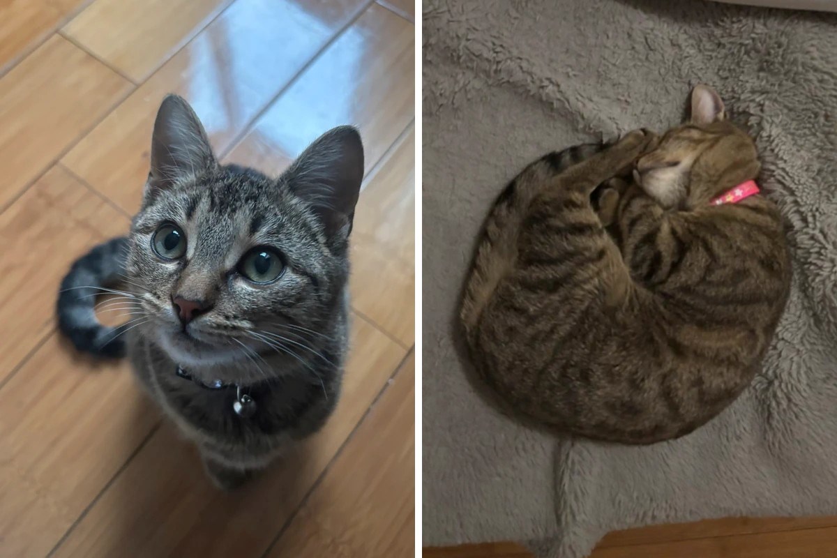 Na Vintedu iskočio bizaran oglas: Netko u RH prodaje mačka u kategoriji igračaka