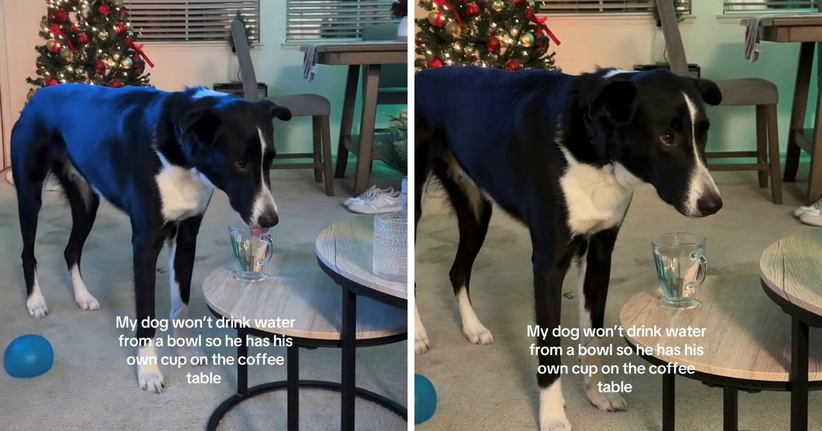 Pas odbija piti vodu iz zdjelice, urnebesno rješenje vlasnice postalo hit na TikToku