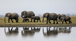 Krdo kineskih slonova nastavlja put prema utočištu, evakuirano više od 150.000 ljudi