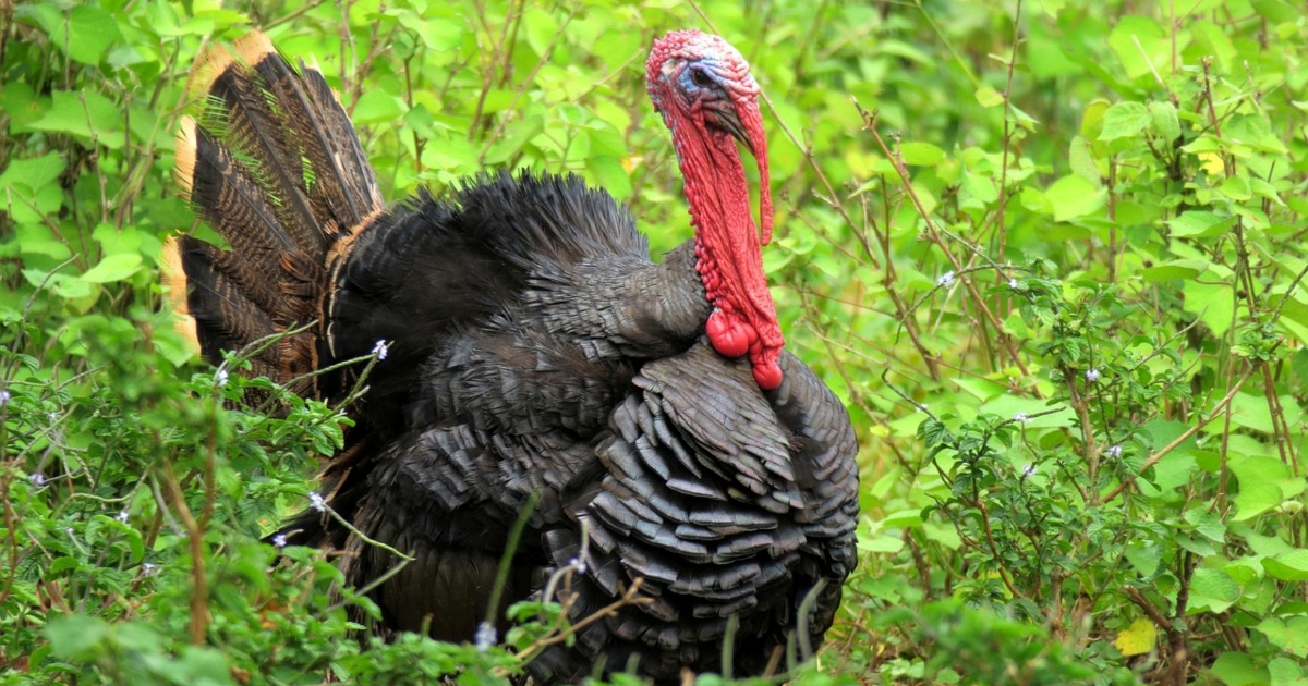 VIDEO Puran se pridružio psima u igri loptom i postao hit na TikToku