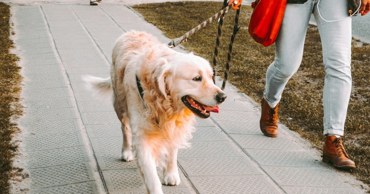 Ako želite da vas pas više i bolje sluša u šetnji, primijenite tri savjeta