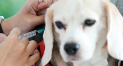 Cjepivo protiv raka kod pasa moglo bi prevenirati osam vrsta raka