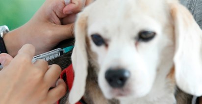 Cjepivo protiv raka kod pasa moglo bi prevenirati osam vrsta raka