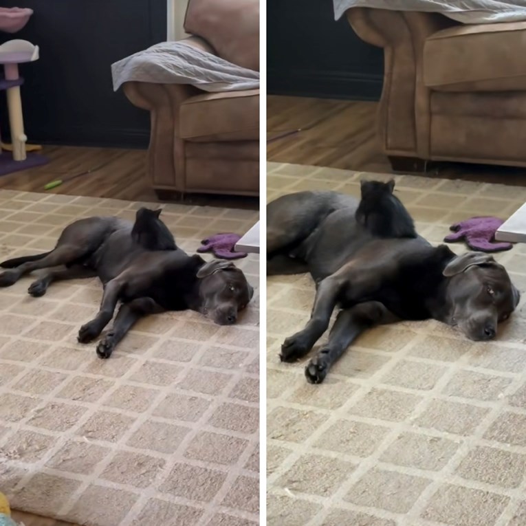 Vlasnica se bojala kako će se slagati pas i mačka, oni postali najbolji prijatelji