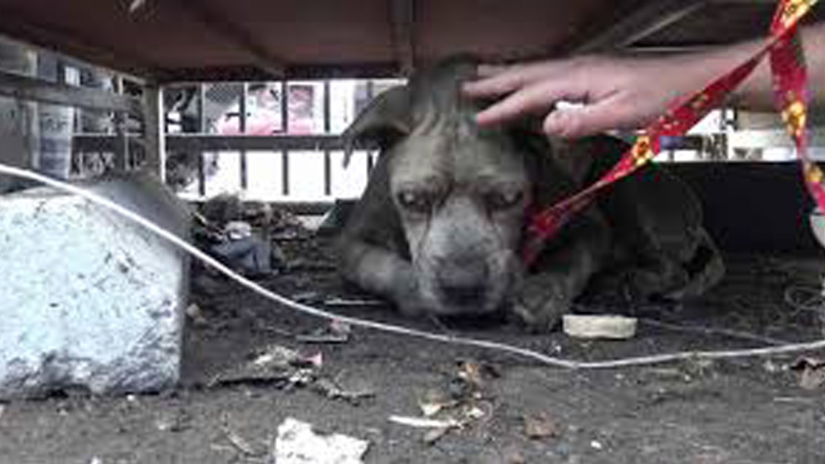 Slijepi pit bul je godinama živio na ulici. Spasili su ga i pružili mu ljubav