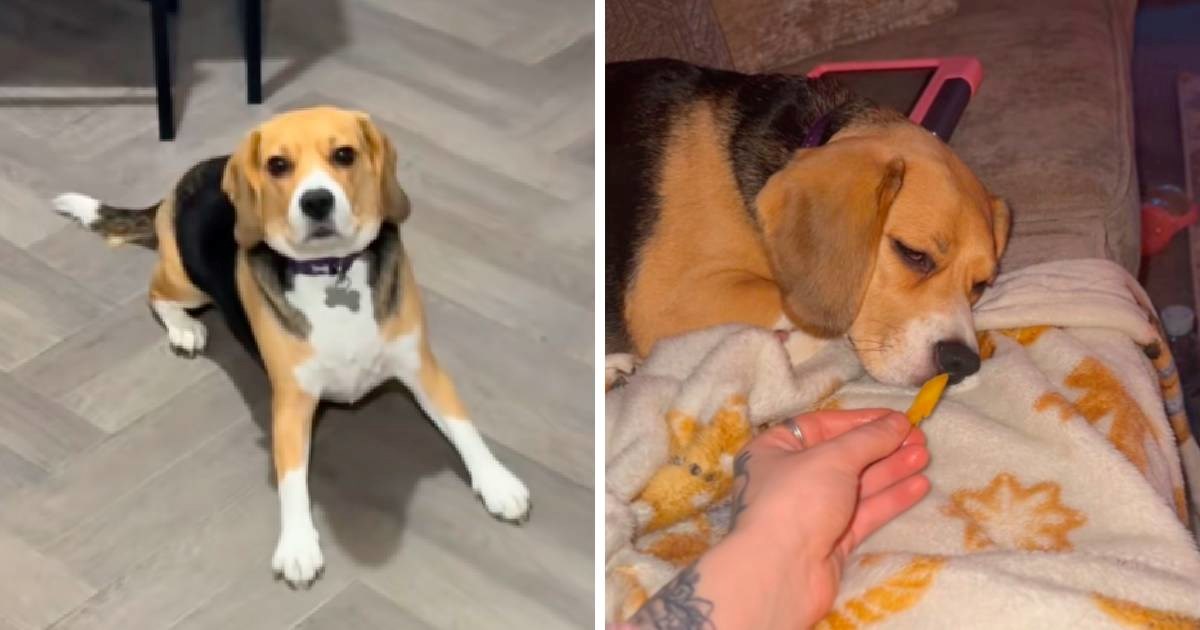 U panici odvela bigla veterinaru, platila 500 &#x20AC; i saznala da je pas - pojeo kanabis