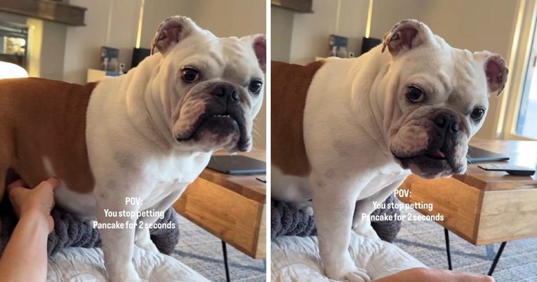 Vlasnica prestala maziti buldogicu, njezina reakcija nasmijala je internet
