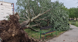 Oluja srušila najveće stablo na Kajzerici: "Bilo je najljepše u kvartu"