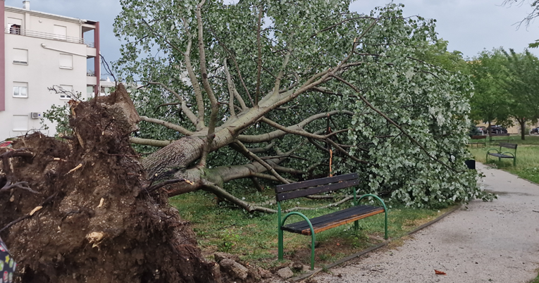 Oluja srušila najveće stablo na Kajzerici: "Bilo je najljepše u kvartu"