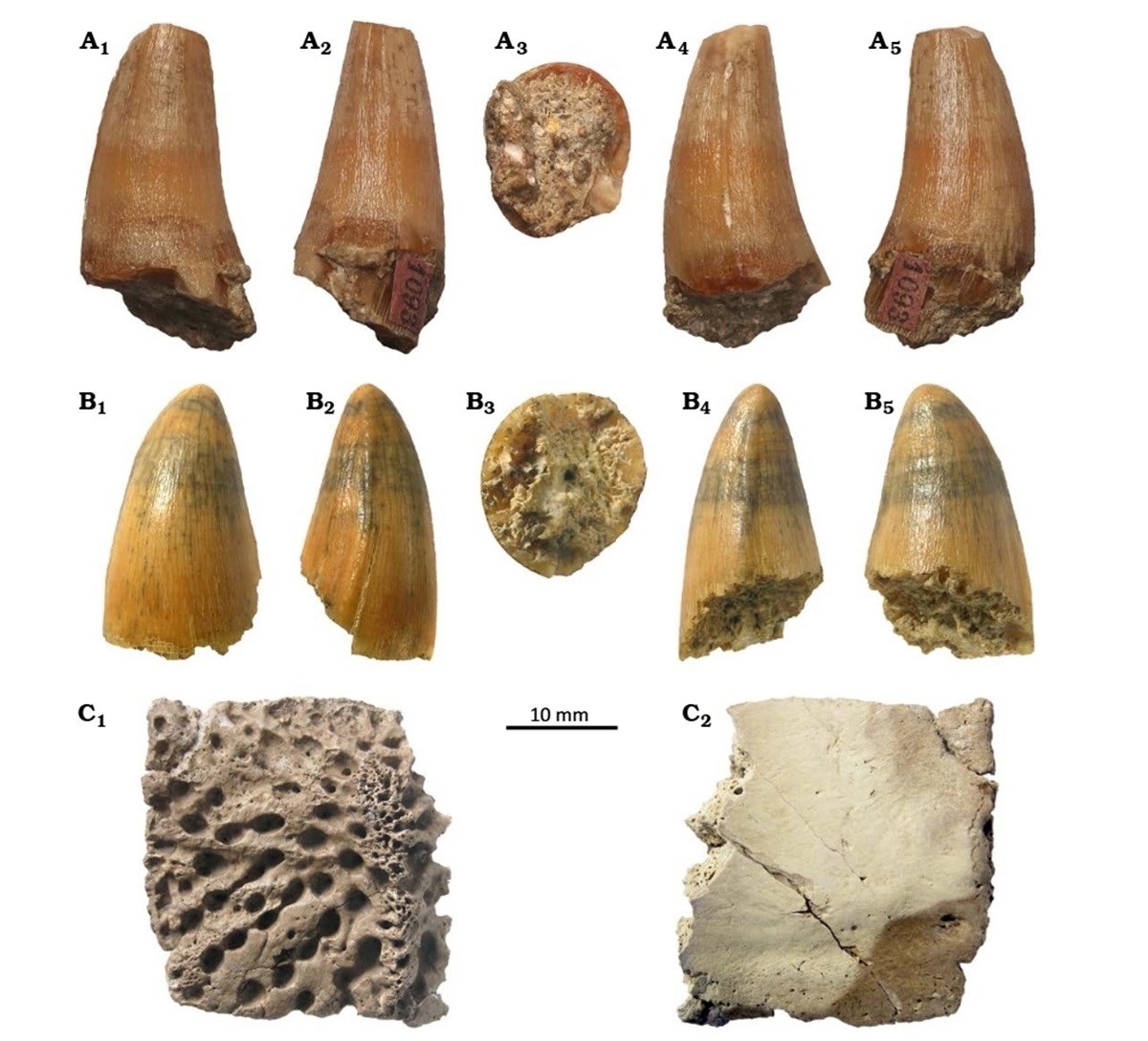 U Poljskoj pronađen fosil krokodila star 17 milijuna godina