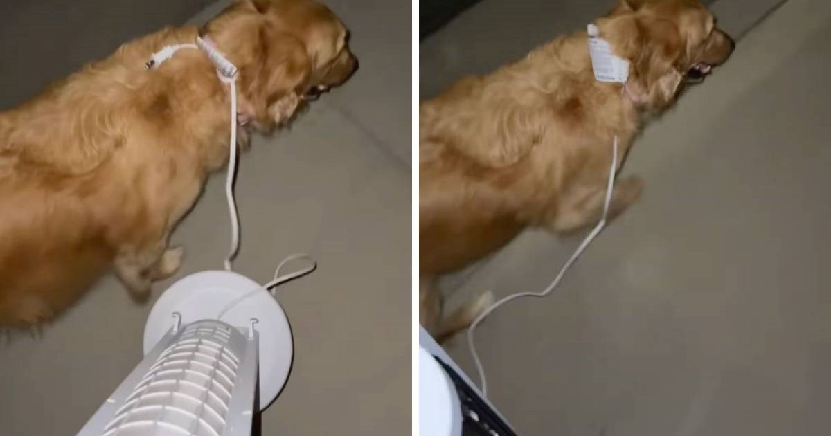 Vlasnica prenamijenila ventilator kao povodac za šetnju psa