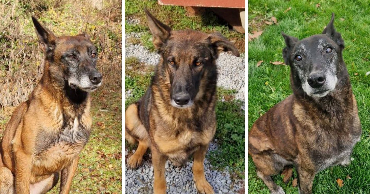 Tri psa koja su razminiravala Hrvatsku još uvijek traže udomitelje