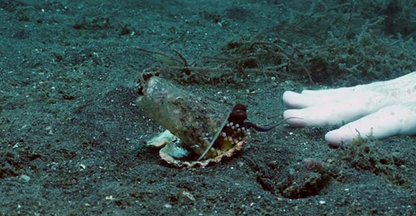 Hobotnica živjela u plastičnoj čaši, a onda je ronilac učinio nešto genijalno
