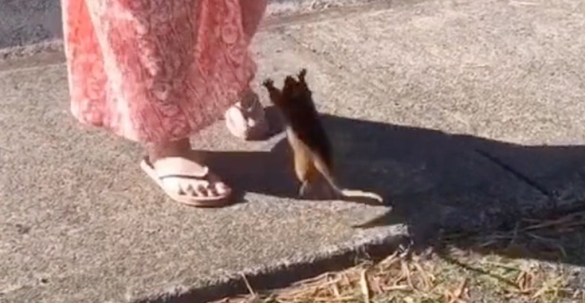 Video s preko četiri milijuna lajkova: Ženu napao oposum, njena reakcija je hit