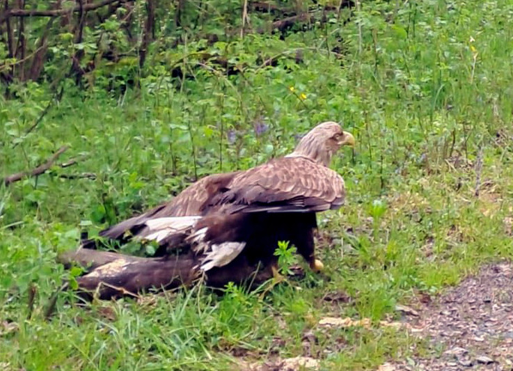 Čuvari prirode u Lonjskom polju spasili ozlijeđenog orla štekavca