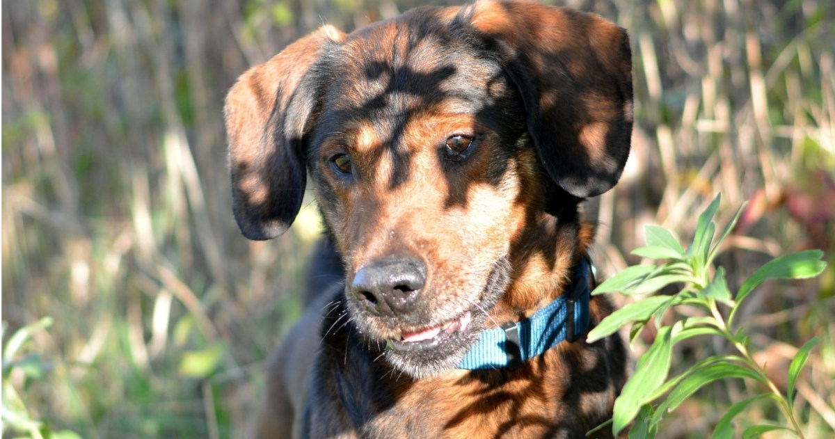 Ben u Dumovcu strpljivo čeka novog vlasnika. Možda ste to baš vi?