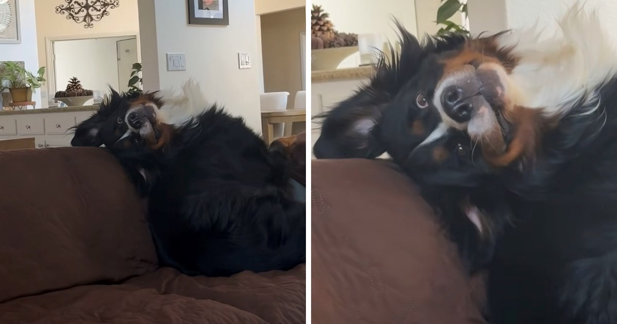 Bernski planinski pas odmarao na kauču. Način na koji gleda vlasnicu nasmijao mnoge