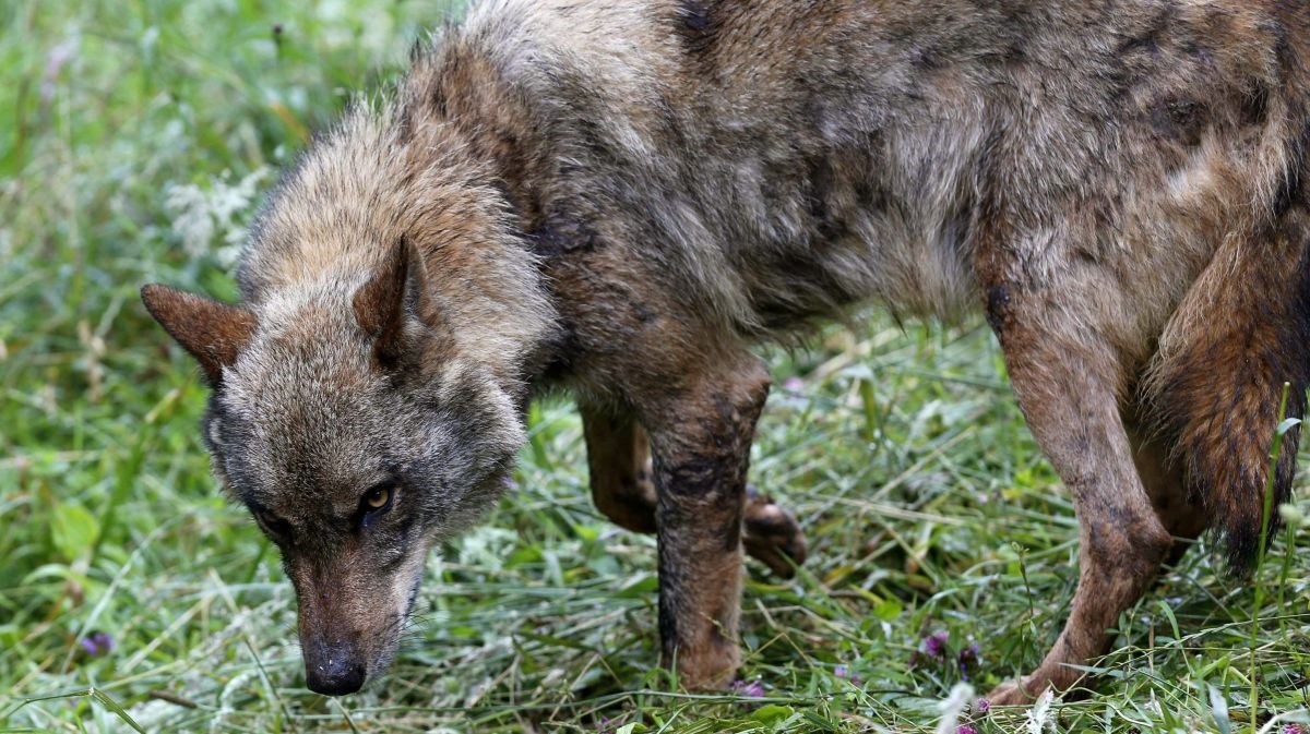 Vuk napao dijete u Nizozemskoj, odvukao ga u šumu. Građani ga otjerali štapovima
