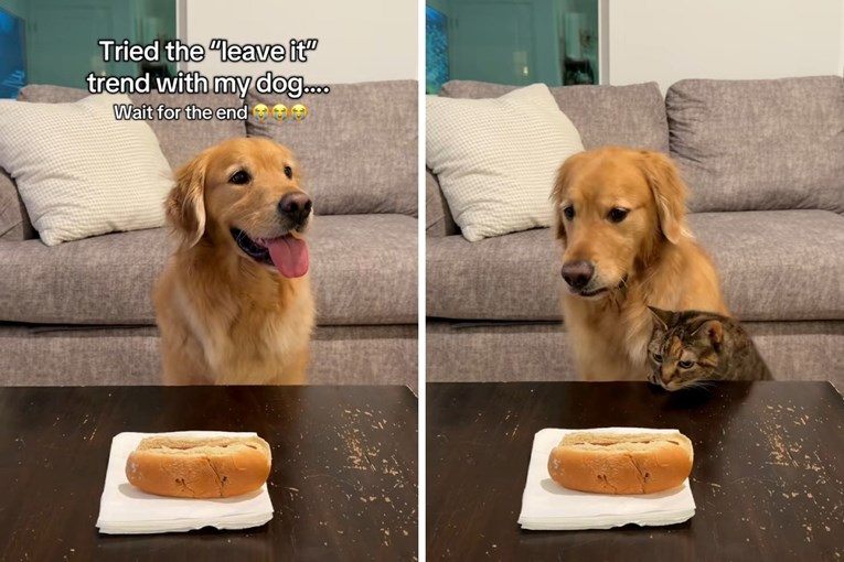 Mačka psu ukrala hrenovku ispred nosa, snimka je urnebesna