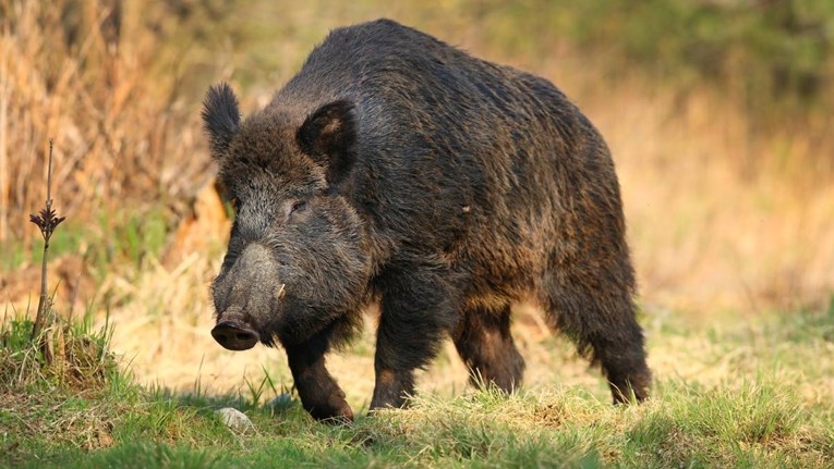 Divlje svinje u Njemačkoj su radioaktivne. Znanstvenici napokon otkrili zašto 