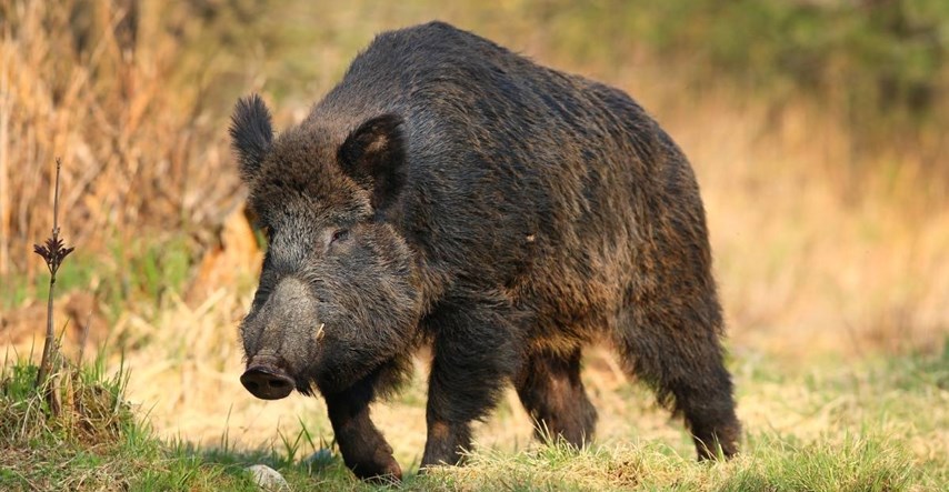Divlje svinje u Njemačkoj su radioaktivne. Znanstvenici: Nije kriv samo Černobil