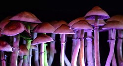Psihodelične gljive mogu pomoći kod problema s alkoholom, tvrde znanstvenici