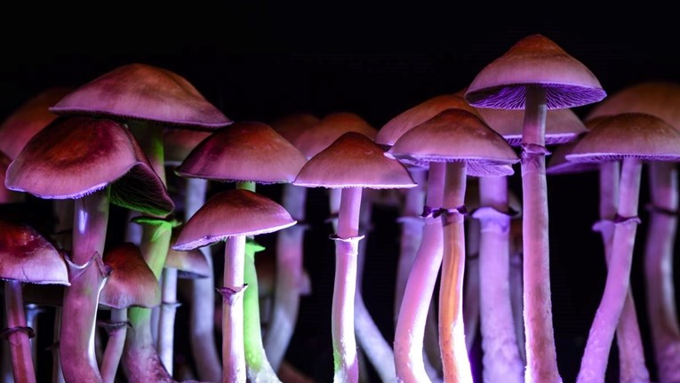 Istraživanje: Čarobne gljive pomažu kod problema s alkoholom