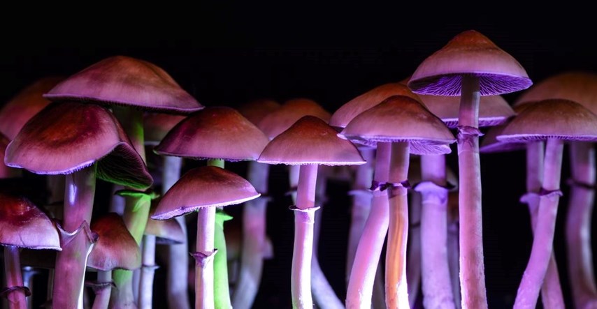 Psihodelične gljive mogu pomoći kod problema s alkoholom, tvrde znanstvenici