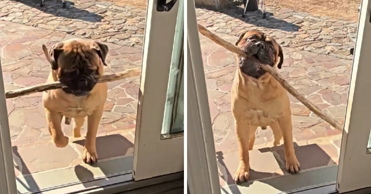 Uporni pas nasmijao je internet pokušajem da unese prevelik štap u kuću