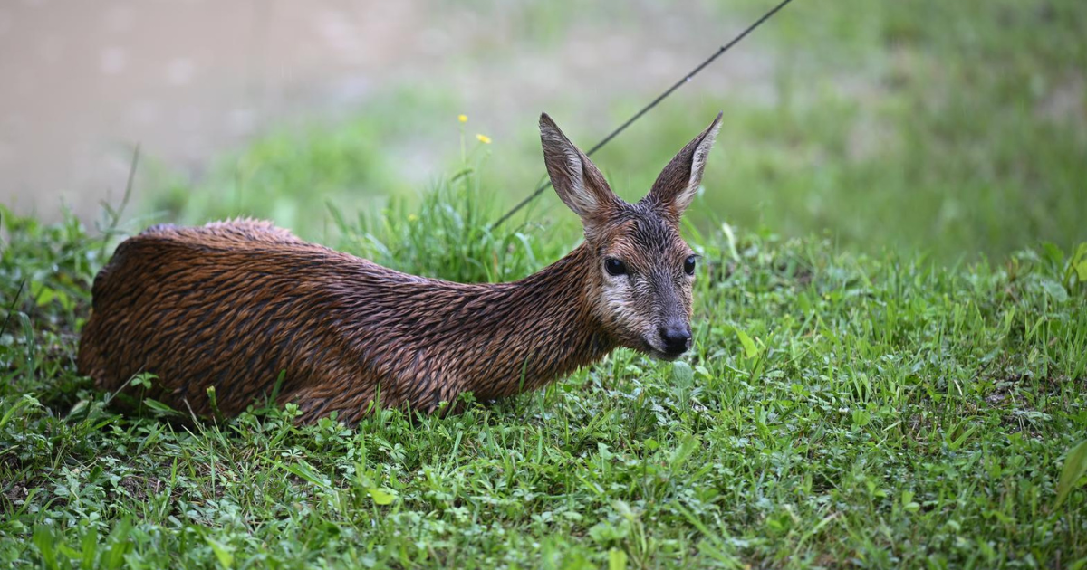 Srna se u Javorju kod Brdovca sklonila u dvorište kuće i spasila se od poplave
