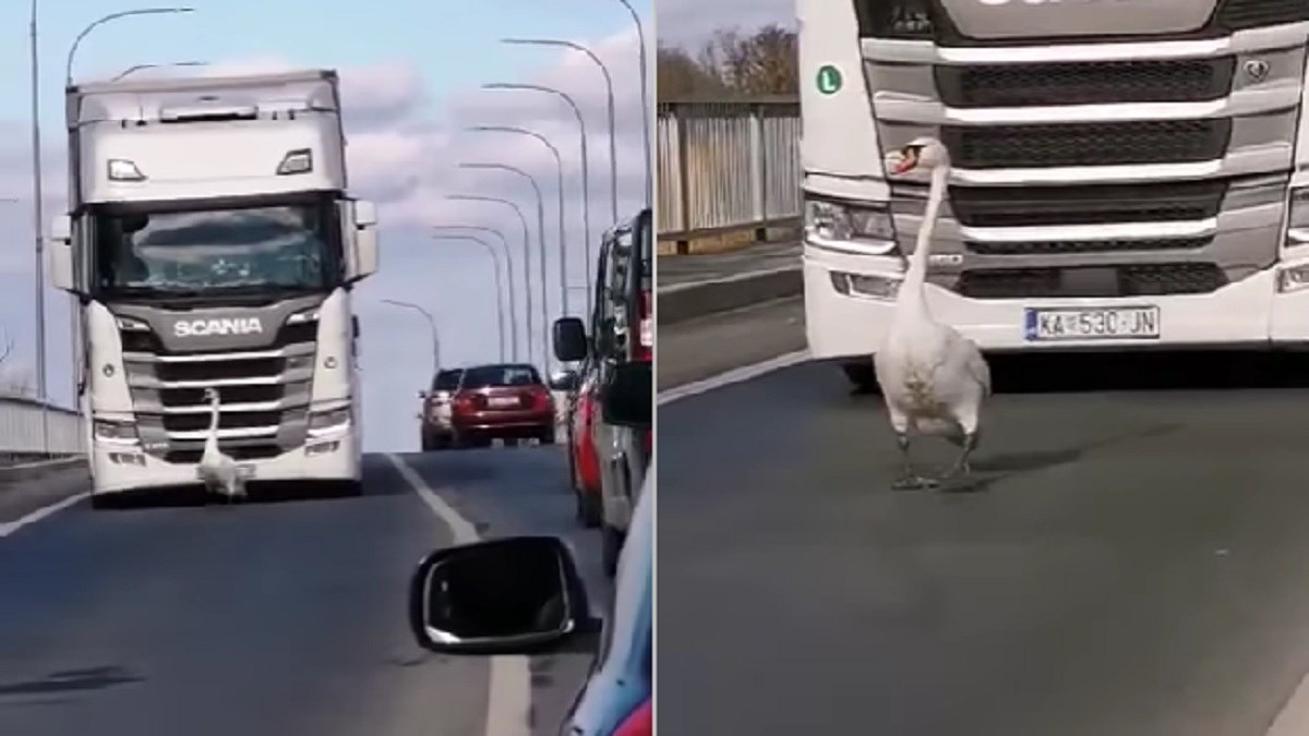 Labud blokirao promet u Međimurju: "Oduzeo mi je najljepših pet minuta života"