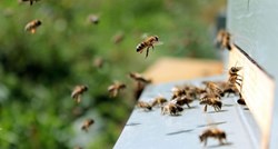 Nova studija: Pčelinji otrov uništava stanice raka dojke