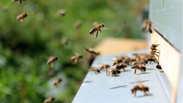 Nova studija: Pčelinji otrov uništava stanice raka dojke