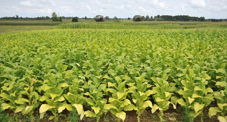 Poljoprivredna komora: Za proizvodnju duhana najvažnija je cijena energenata