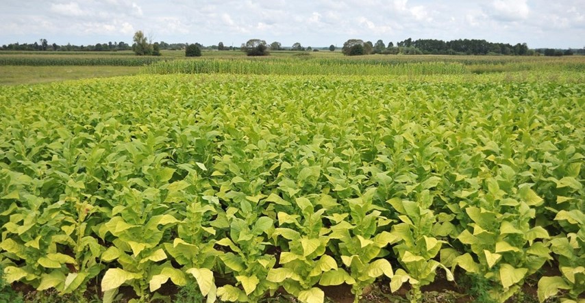 Poljoprivredna komora: Za proizvodnju duhana najvažnija je cijena energenata