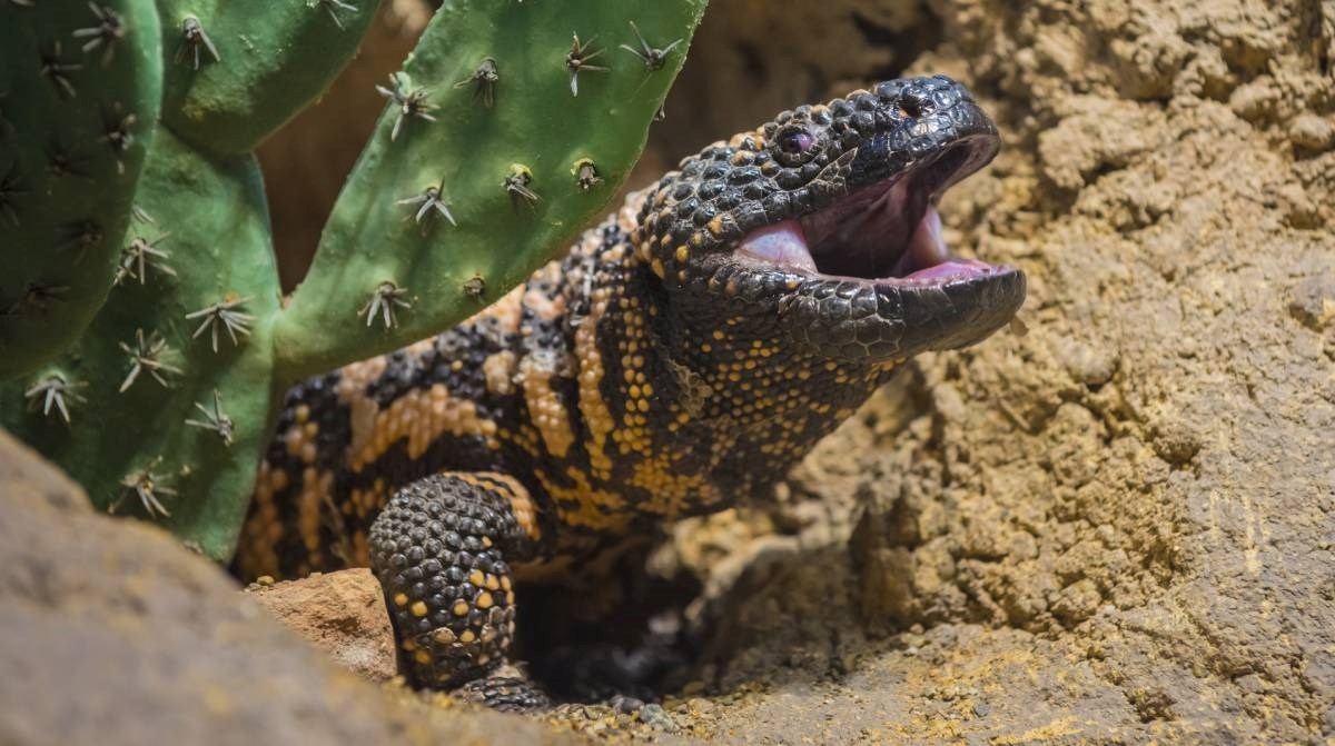 Čovjeka u SAD-u ugrizao otrovni kućni ljubimac. Završio je u bolnici i umro