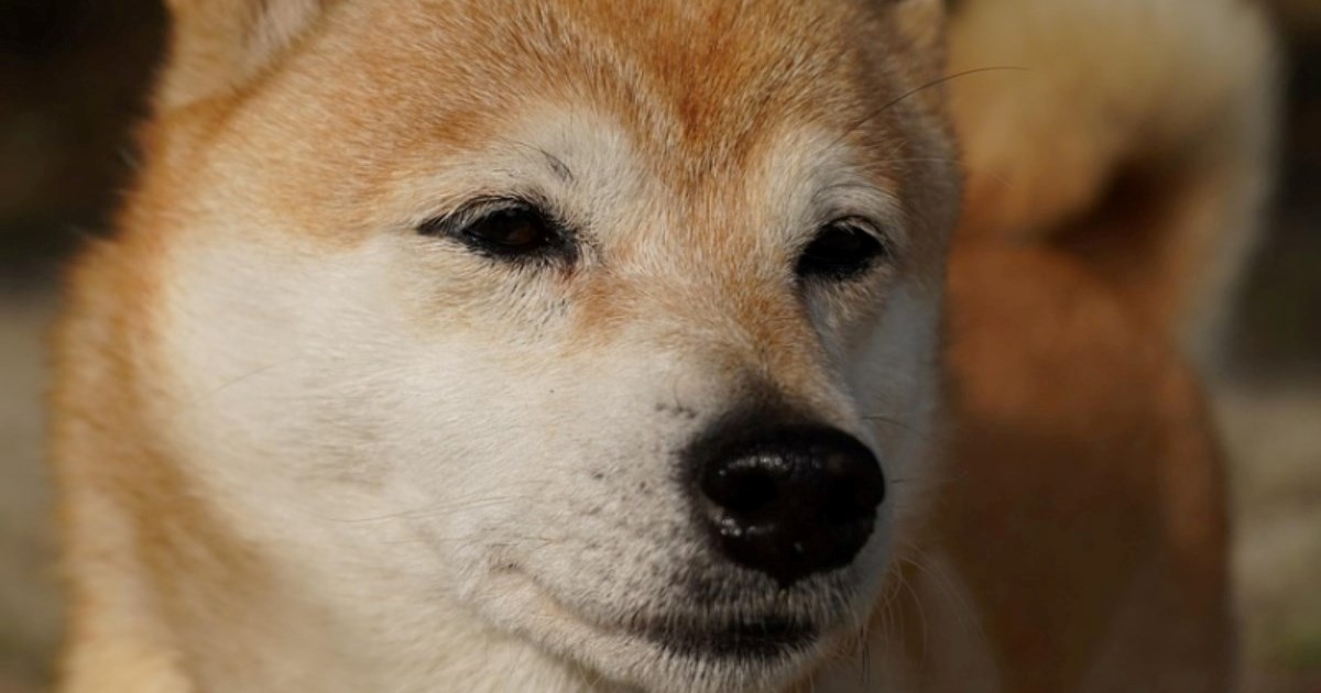 Najbolji pas za introverte: Ova pasmina cijeni tišinu jednako kao i vi