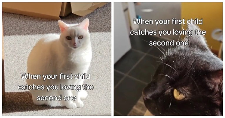 VIDEO Reakcija mačke koja je ugledala vlasnicu kako mazi novog ljubimca je hit